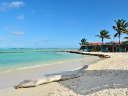 Sorobon Beach Resort and Wellness - Bonaire. Beach Front Chalets.